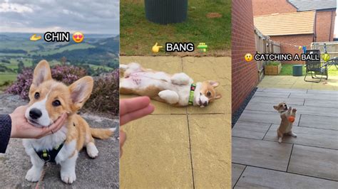 Wonderful Corgi Puppy Tricks
