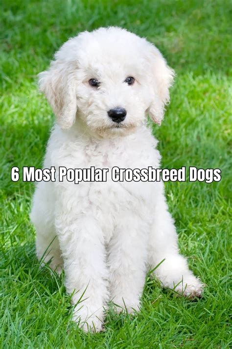 Wonderful Crossbreed Dogs