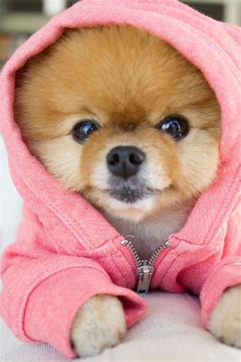 Wonderful Cute Dogs In The World