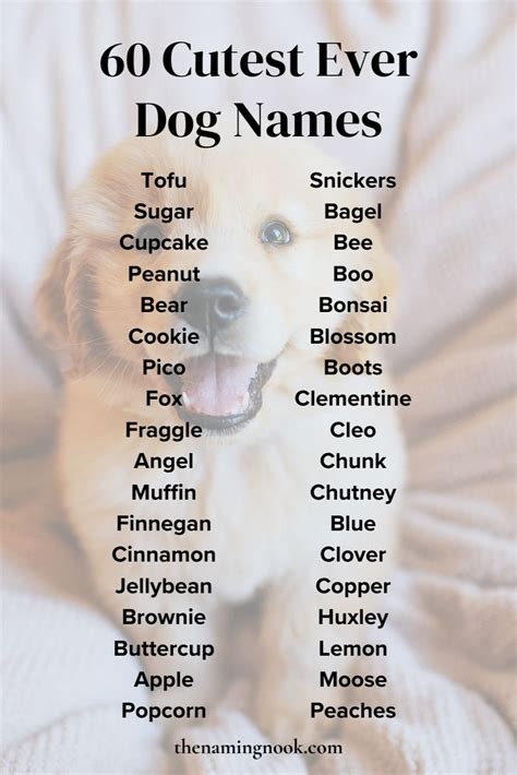 Wonderful Cute Dogs Names