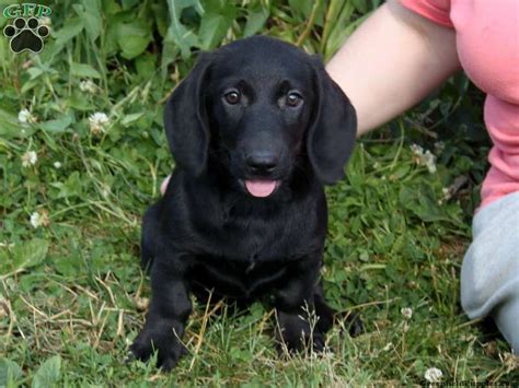 Wonderful Dachshund Lab Mix For Sale