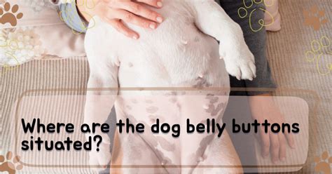 Wonderful Do Dogs Have Belly Buttons