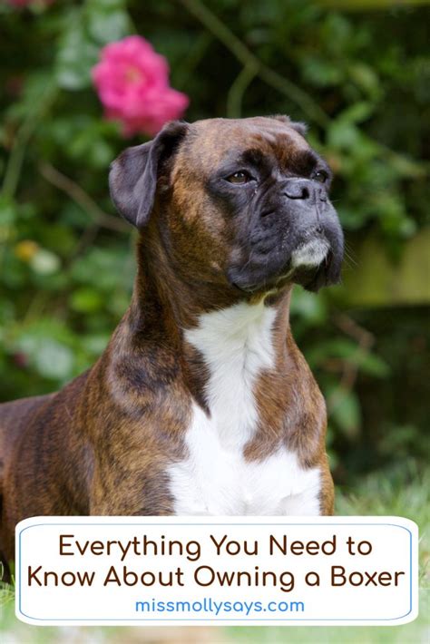 Wonderful Do You Know About Boxer Dogs