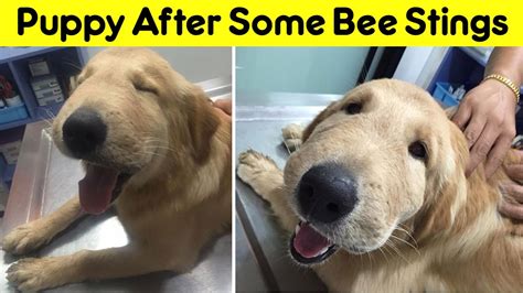 Wonderful Dogs Stung By Bees