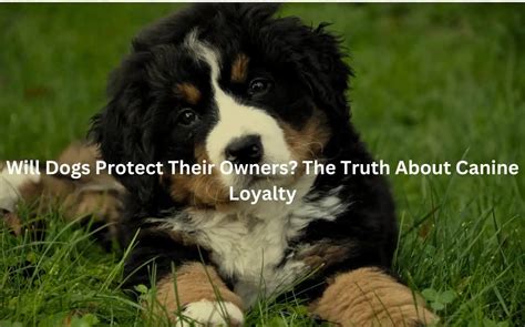Wonderful Dogs That Protect Their Owners