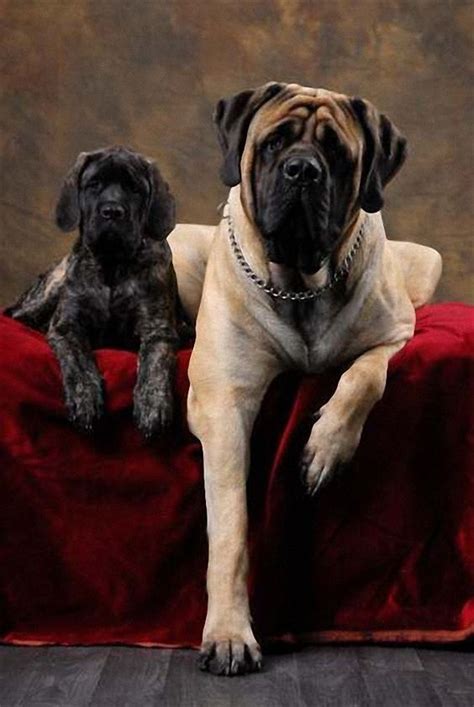Wonderful English Dogs