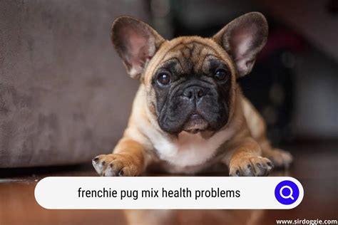 Wonderful Frenchie Pug Health Problems