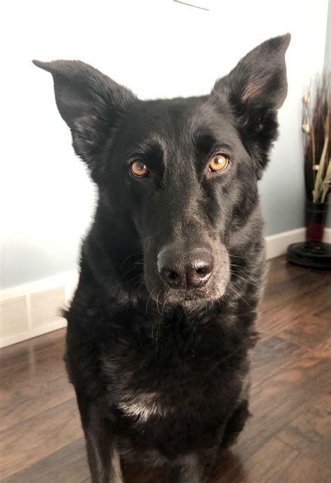 Wonderful German Shepherd Black Lab Mix