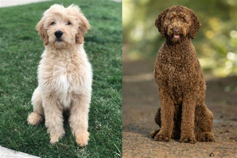 Wonderful Gold Labradoodle