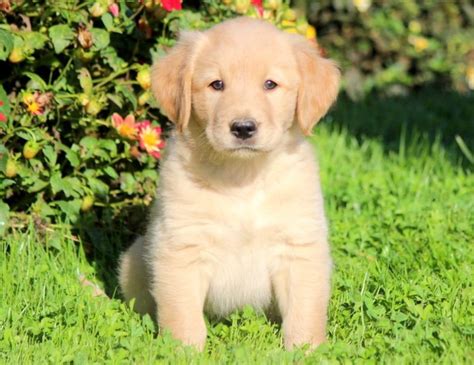 Wonderful Golden Labrador Price