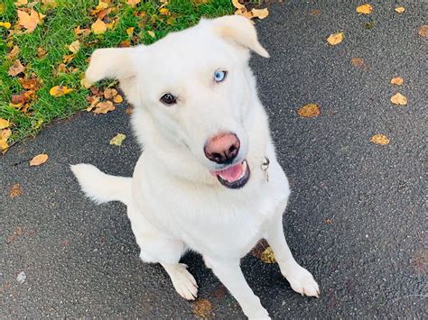 Wonderful Golden Retriever Mix With Husky