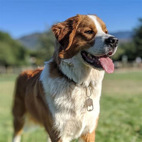 Wonderful Great Bernese
