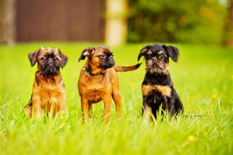 Wonderful Griffons