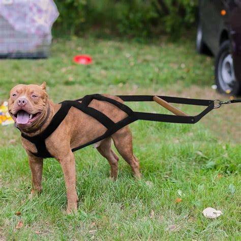 Wonderful Harness For Dog Pulling