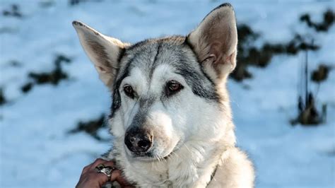 Wonderful Inuit Dog