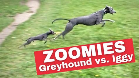 Wonderful Italian Greyhound Speed