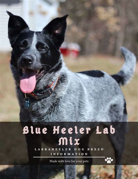 Wonderful Lab Blue Heeler Mix