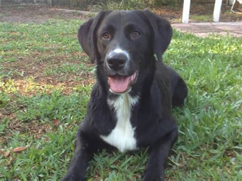 Wonderful Lab Collie Cross