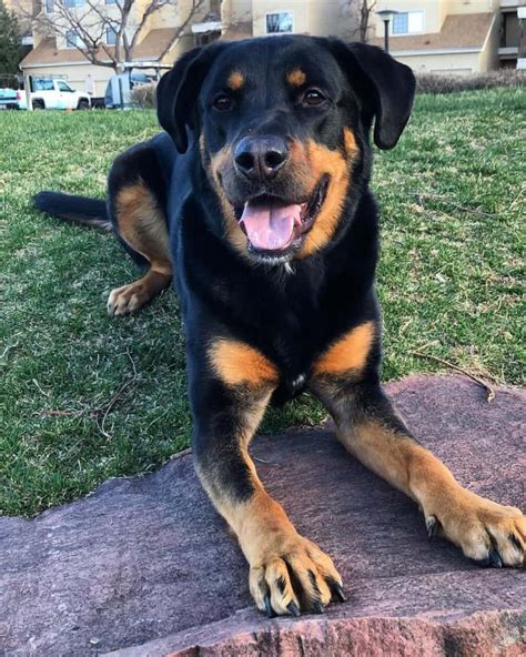Wonderful Labrador X Rottweiler