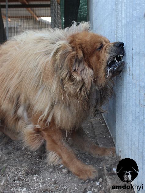 Wonderful Mastiff Chow Mix