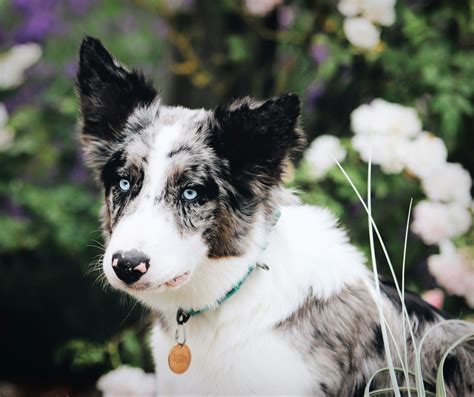 Wonderful Merle Border Collie