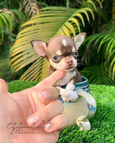 Wonderful Micro Chihuahuas