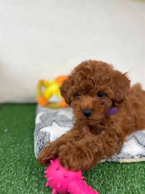Wonderful Micro Poodle Female