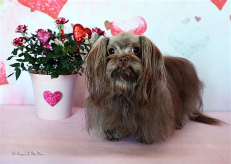 Wonderful Mikis Dogs