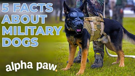 Wonderful Military Dogs