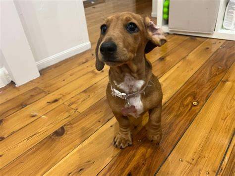 Wonderful Mini Dachshund For Sale