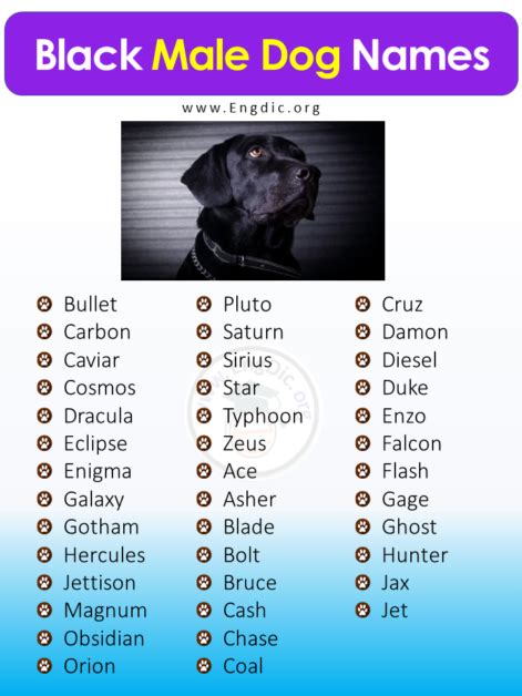 Wonderful Names For Black Dogs Male