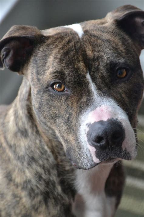 Wonderful Pit Bull Brindle