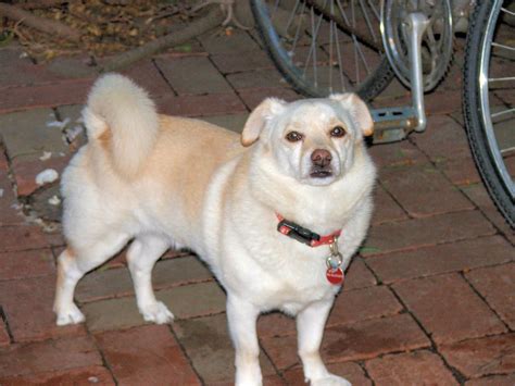Wonderful Pomeranian Lab Mix