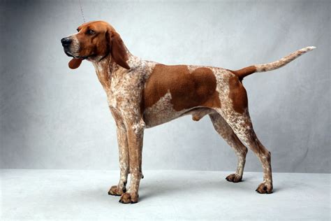 Wonderful Red Tick Coon Hound
