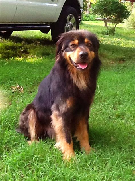 Wonderful Rottweiler Collie Cross