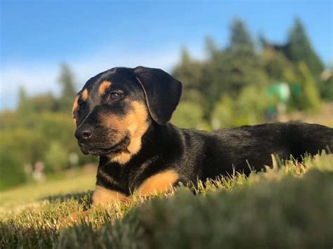 Wonderful Rottweiler Lab Mix Puppy