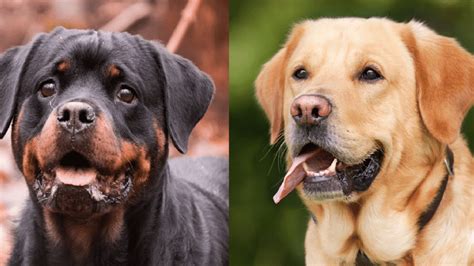 Wonderful Rottweiler X Labrador