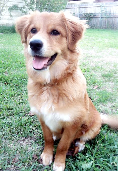 Wonderful Shepherd Golden Mix