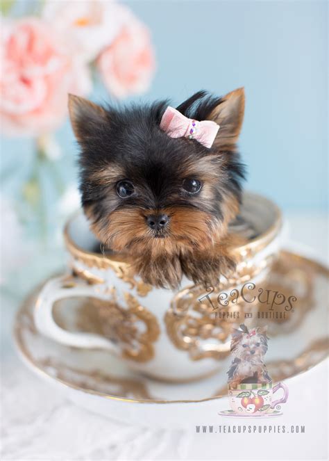 Wonderful Small Yorkies For Sale