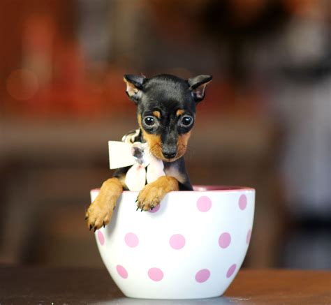 Wonderful Teacup Min Pin