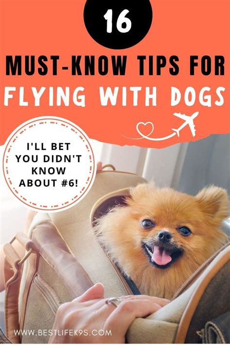 Wonderful Tips For Flying With Dogs