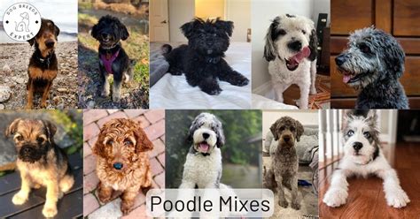 Wonderful Types Of Poodle Mixes