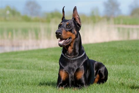 Wonderful Very Protective Dogs