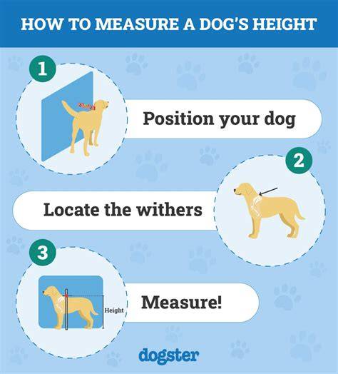 Wonderful Whippet Height