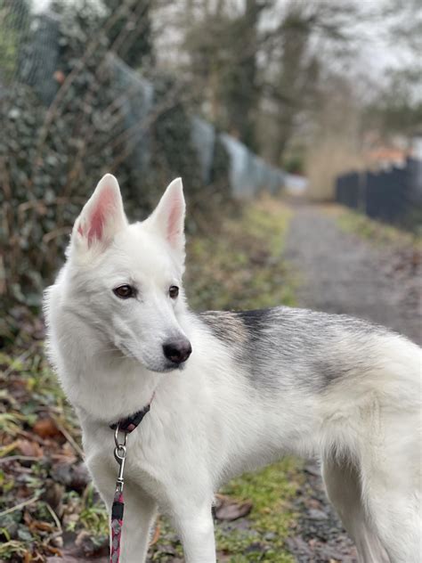 Wonderful Whippet Husky Mix