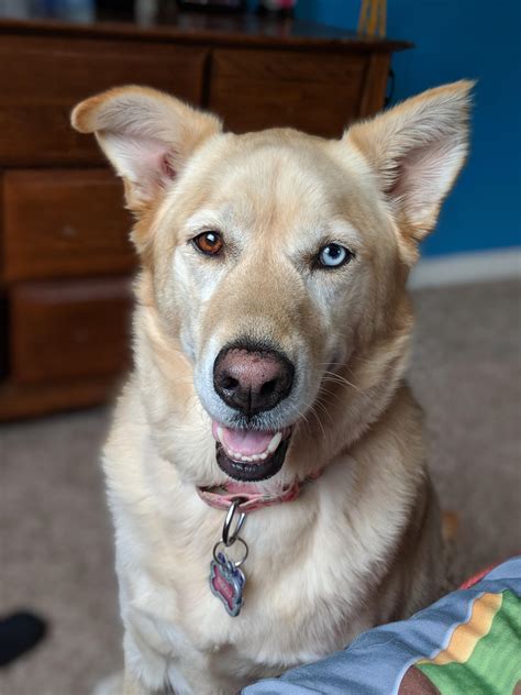 Wonderful Yellow Lab Husky Mix