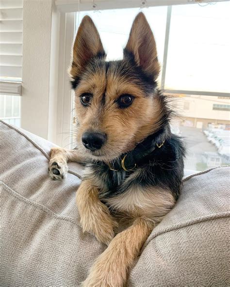 Wonderful Yorkie Husky Mix