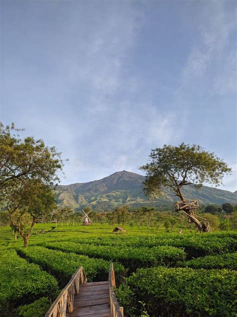 Wonosari Tea Plantation