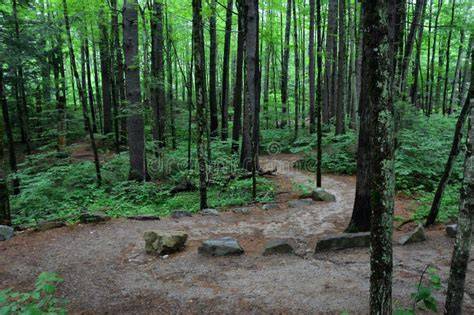Wooded Trails