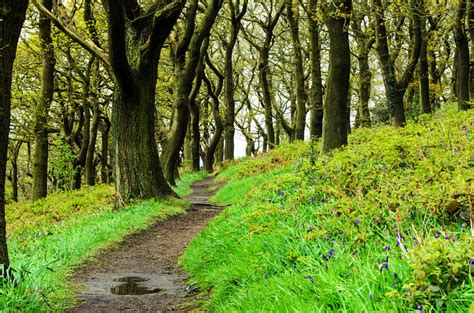 Woodland